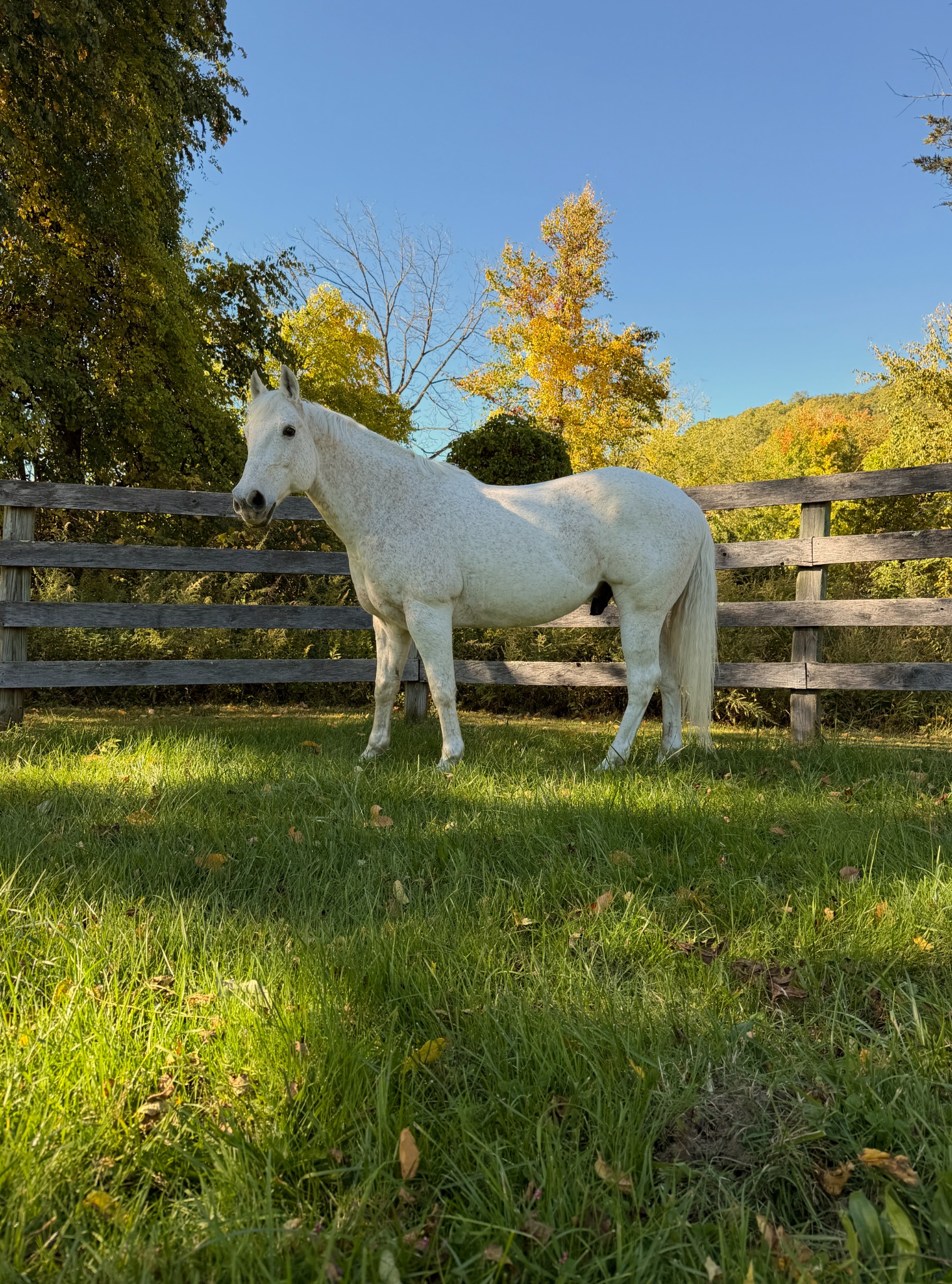 Bernie standing in his pasture beside a wooden fence