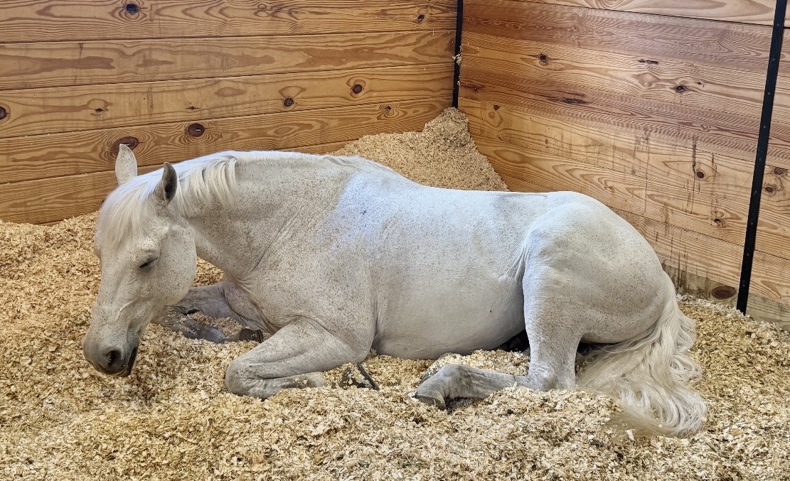 Bernie resting comfortably in his stall